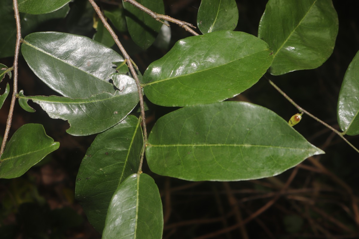 Miliusa zeylanica Gardner ex Hook.f. & Thomson